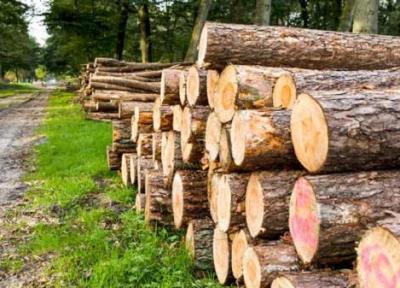موانع جهش فراوری در صنعت کاغذ، زراعت چوب در سطح 40 هزار هکتار از اراضی کشور طی سال جاری