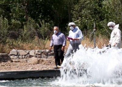 کاهش 80 درصدی بروز بیماری IHN در ماهیان قزل آلای آذربایجان شرقی
