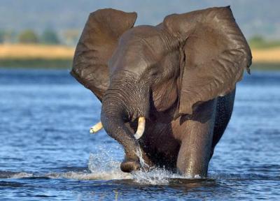بهترین پارک ملی حیات وحش در آفریقا
