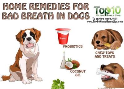 دهان سگ تان بوی بدی می دهد؟ راه حلش اینجاست