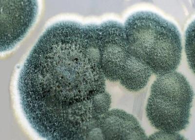 قارچ ها نانوذرات با خواص ضدمیکروبی فراوری کردند