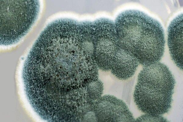قارچ ها نانوذرات با خواص ضدمیکروبی فراوری کردند